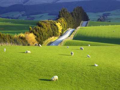 Road & Sheep, NZ