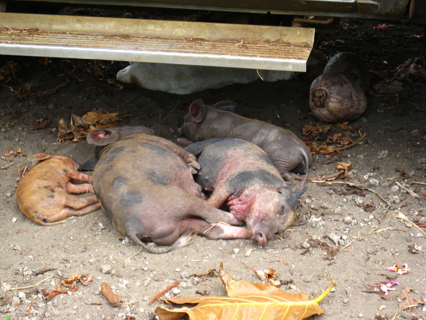 Pigs sleeping under a car in the heat of the day.