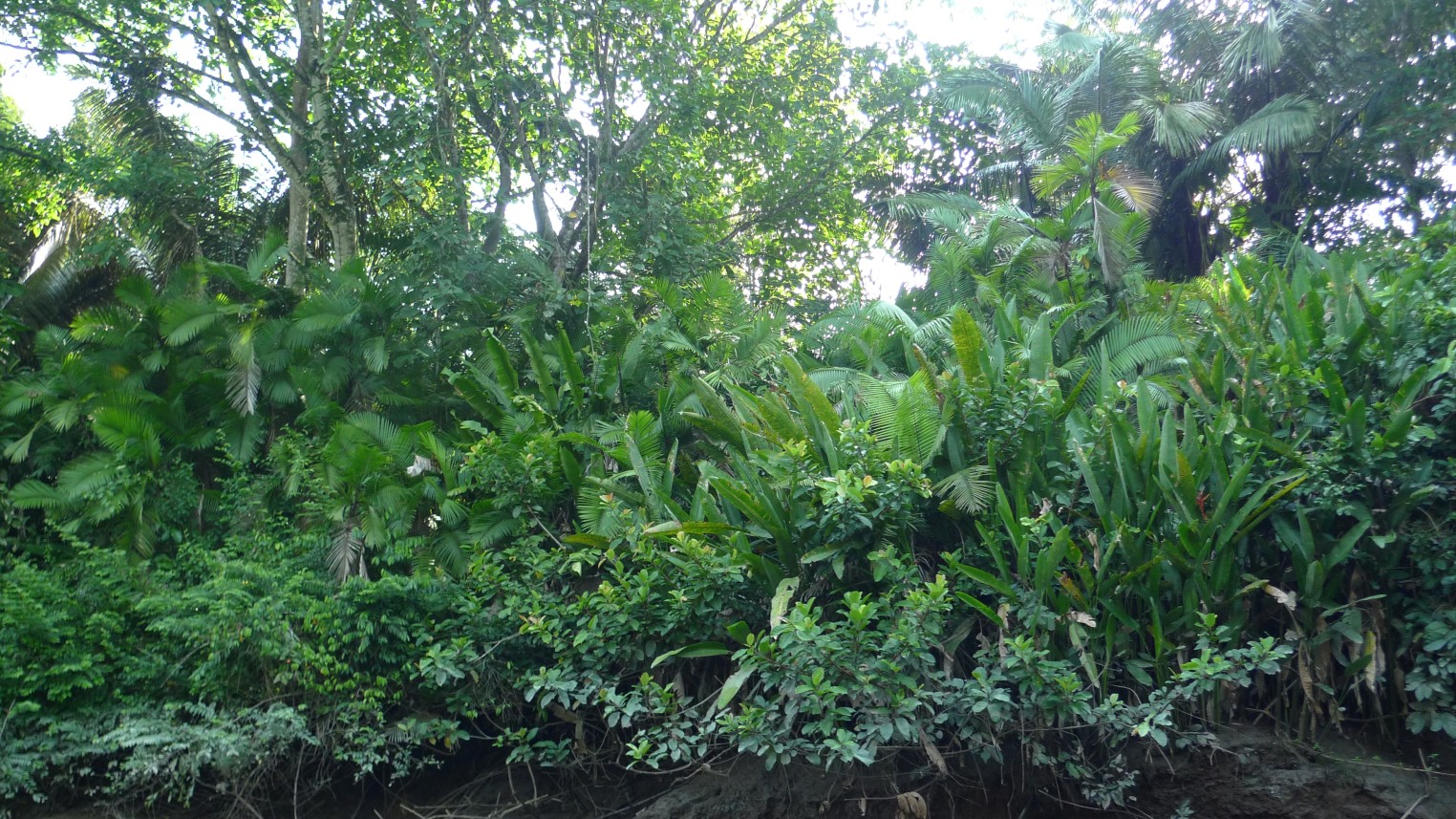 P1010637 - Amazon Jungle Ferns