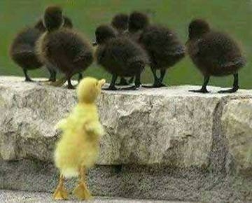 Chicks - One Different