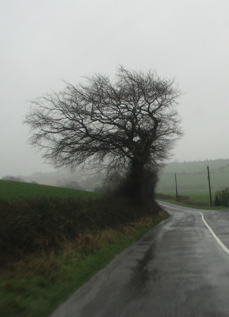 1382 Tree, Wind, & Rain~