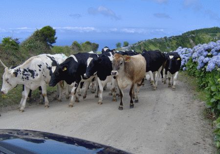 Cows On Road