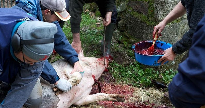Pig Slaughter All Helping