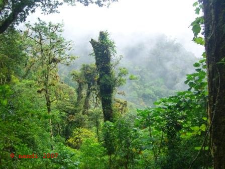 Rain Forest 1