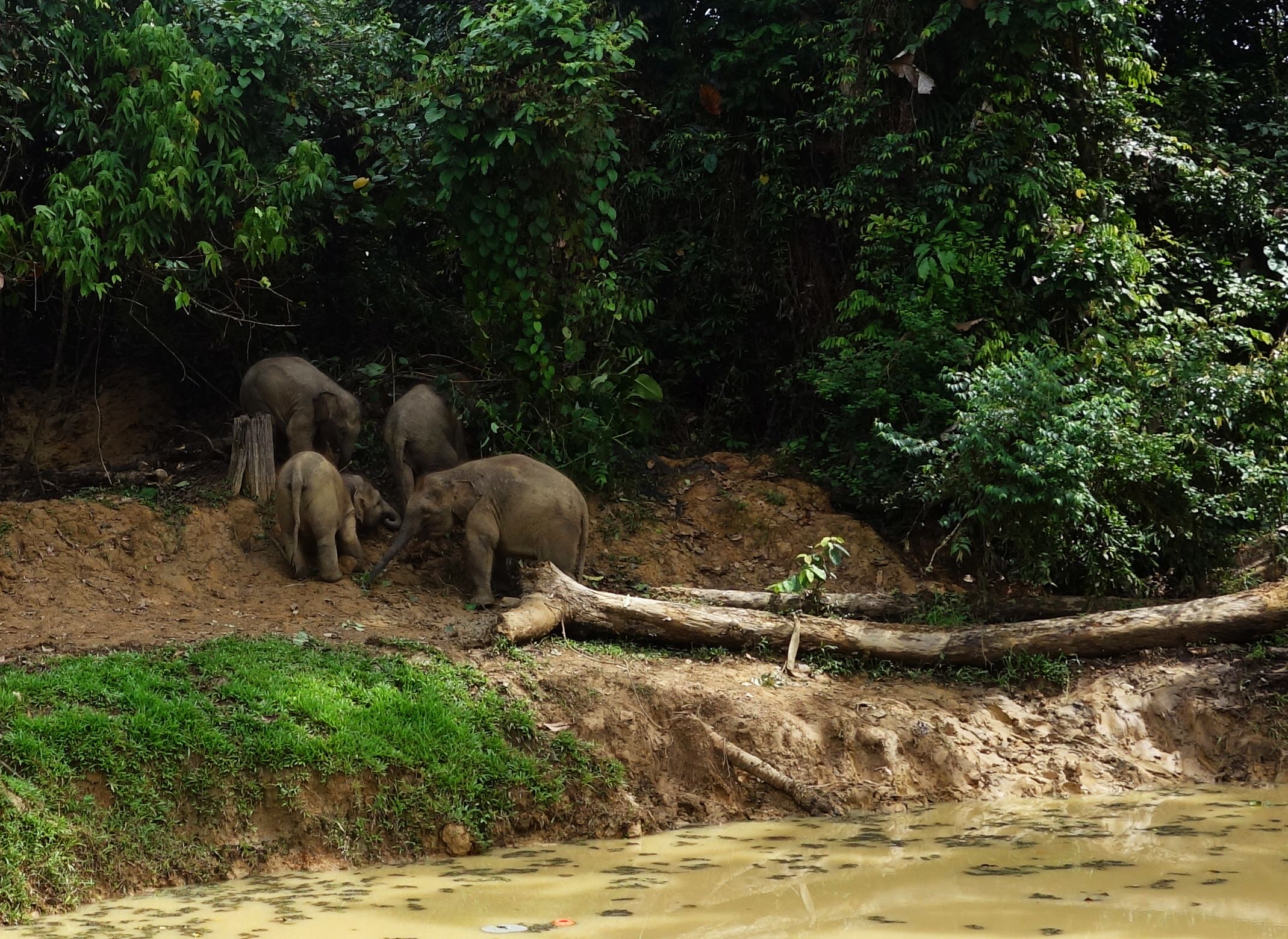 Borneo: Rare Sighting Of The Cutest Pygmy Elephants | TRAVEL TO LITTLE ...