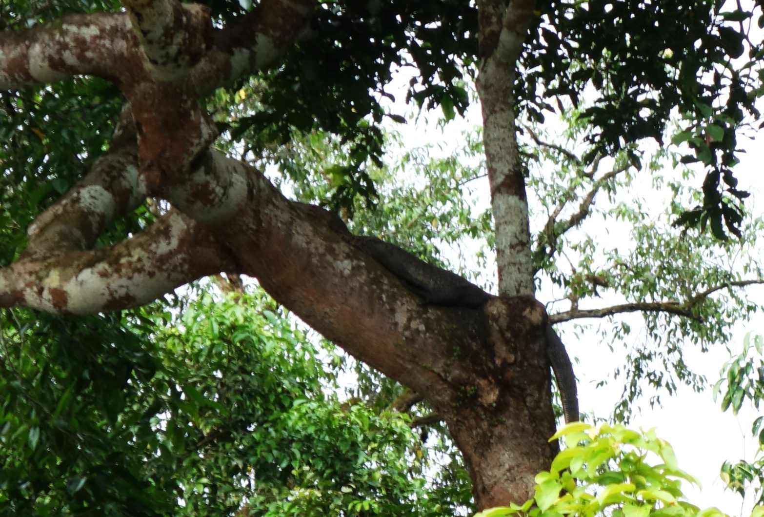 Borneo River Safari: Gigantic Butterflies and Tree-Climbing Crocodiles ...